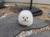 Pomeranian ursulet boo