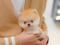 Pomeranian ursuleț toy