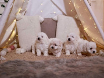 Bichon maltez…..