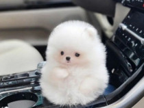 Pomeranian mini boo asigur transportul puppy de buzunar