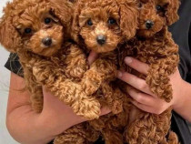 Caniche pudel Toy----- Toy Poodle