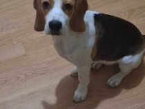 Catelusa beagle 7 luni