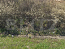 Teren 5117 mp intravilan, zona de Almaj