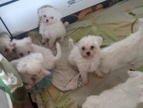 Bichon rasa pura