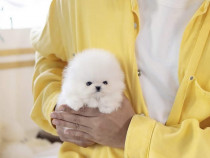 Pomeranian boo original