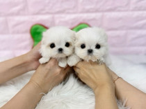 Bichon maltez mini toy