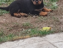 Catelusa rotwweiler