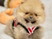 Poze reale Pomeranian Micro toy