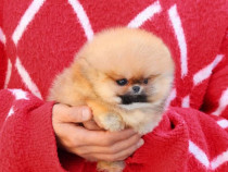 Pomeranian portocaliu mini boo