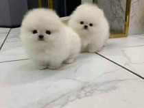 Pomeranian Mini teeacup Boo ursuleț! Cadoul asigur transport