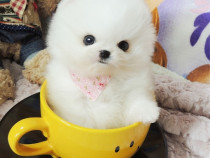 Pomeranian Teeacup Ursuleț Mini Boo!Cadoul Ideal!rasa pura