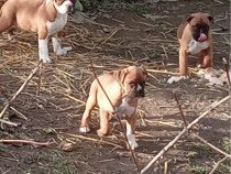 Cățeluși rasa pură boxer adoptie