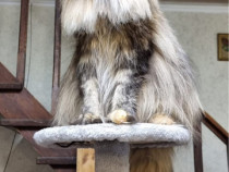 Maine coon superb