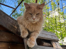 Pui Maine coon cu pedigree