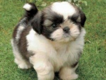 Shih-tzu talie mica