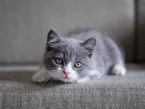 Puiuți British shorthair