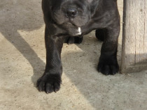 Mascul din rasa staffordshire bull terrier