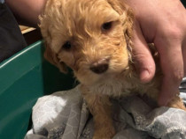 Vand catei Lagotto