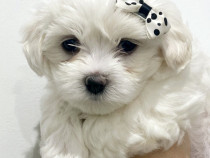 Bichon Maltez talie mica