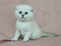 Scottish fold puiuți