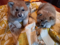 Akita Inu rasa pura