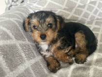 Yorkshire terrier mascul 8 săptămâni