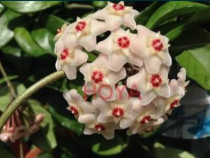 Plante Hoya Carnosa flori de ceara