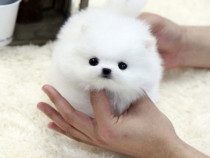 Pomeranian mini talie mica