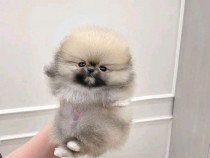 Pomeranian boo ursulețul de poșetă