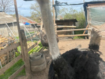 Struti africani de vanzare