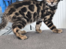 Pui de bengal / bengaleza