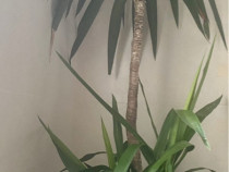 Yucca 1, 75 cm, cu 2 pui, cu tot cu glastra