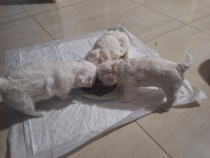 Bichon Maltez rasa pura