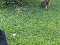 Catei ciobanesc belgian-malinois