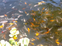 Crapi Koi, carasi Shubunkin, Pistia - salata de apă, Nil