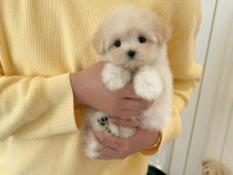 Maltipoo Toy ! Poze reale ! 0740 755 041