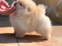 Pomeranian ursuleț talie mica