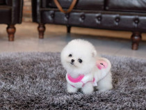 Pomeranian mini jucărie cu viata