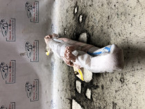 Airbag cortina stanga Citroen DS4 2014