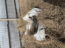 Fusta Tabla Spate Audi A5 2010