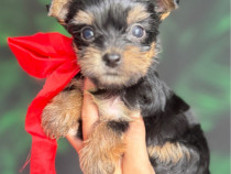 Yorkshire terrier