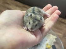 Donez hamsteri urgent!