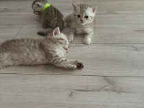 Puiuti British shorthair