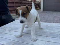 Pui Fox Terrier 2 luni