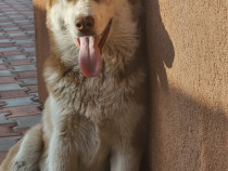 Catel husky siberian 7 luni