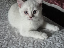Puiuti simpatici si cuminti British Shorthair