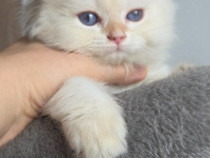 British longhair si shorthair