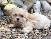 Bichon havanez , 2 fetițe, 3 luni