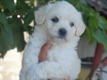 Bichon maltez mini toy