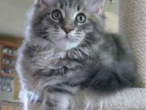 Maine Coon puiuți